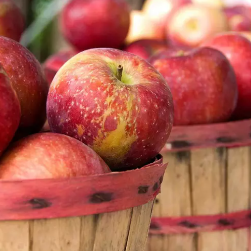 Apple Harvest (Урожай яблук) FRG-510-10 фото