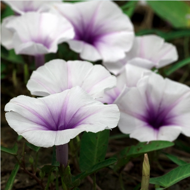 Moonflower Nectar (Нектар Місячної Квітки) FRG-400-10 фото