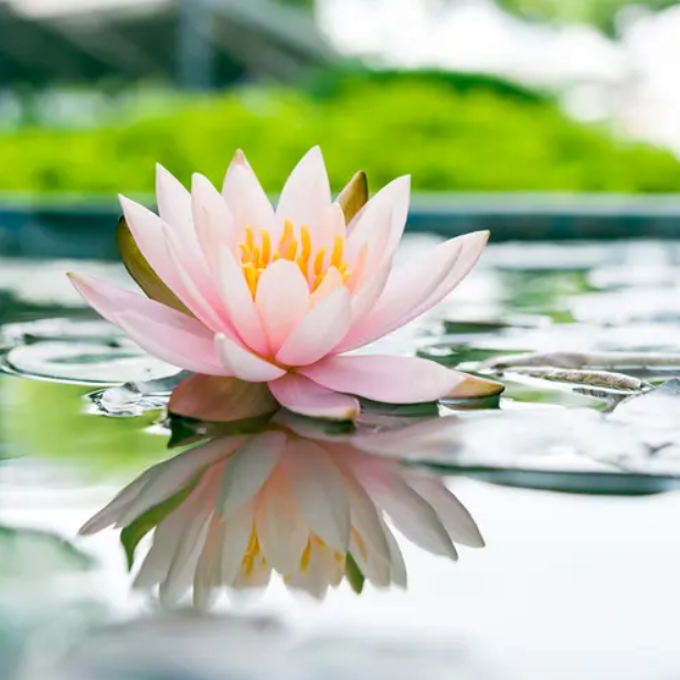 Water Lily (Водяна Лілія) FRG-668-10 фото
