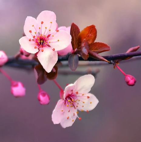 Japanese Cherry Blossom (Цвіт японської вишні) FRG-460-10 фото