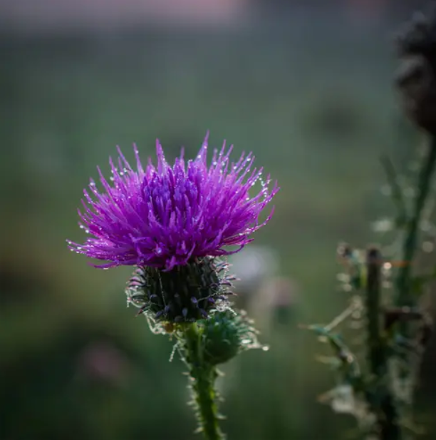 Meadow Thistle (Будяк Луговий) FRG-651-10 фото