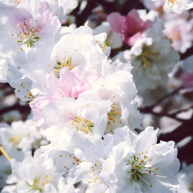 White Peach Blossom (Білий Цвіт Персика) FRG-669-10 фото