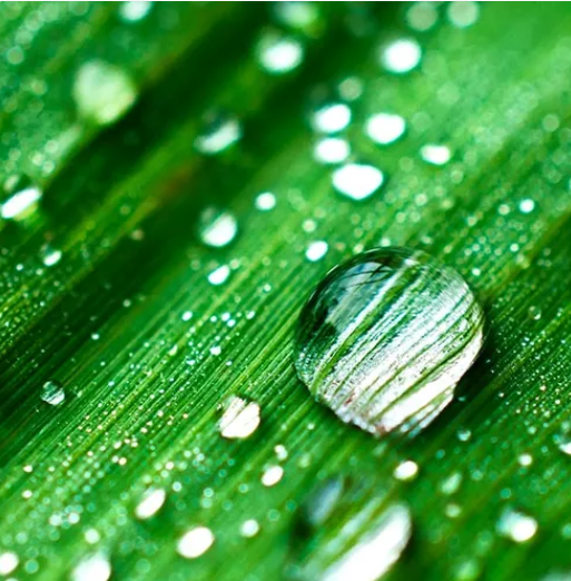 Rain Water (Дощова вода)  FRG-411-10 фото