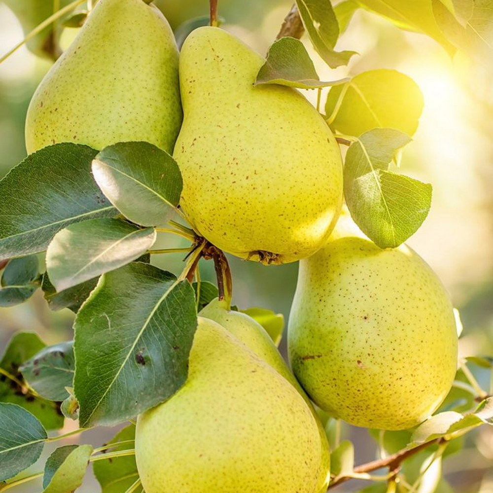 PEAR DE JARDIN (САДОВА ГРУША), 10 гр (4,5₴/гр)