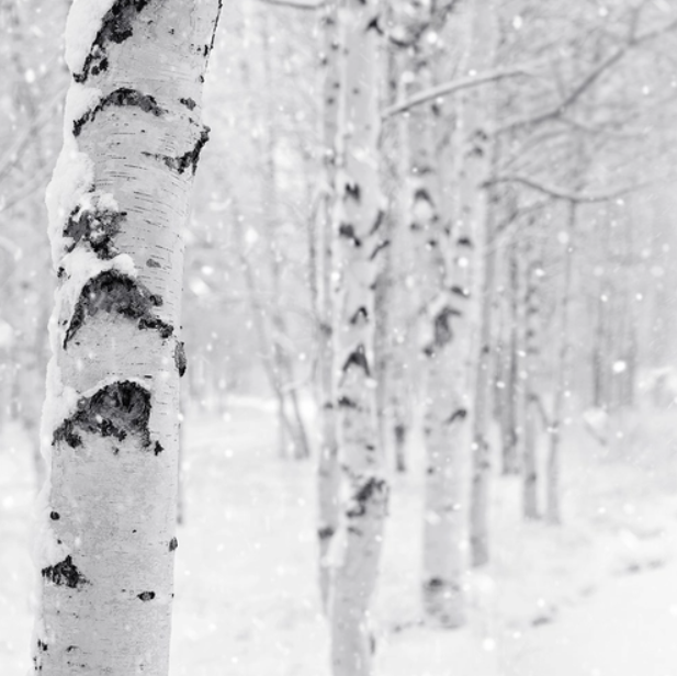 Woodland Snow (Лісовий сніг) FRG-432-10 фото