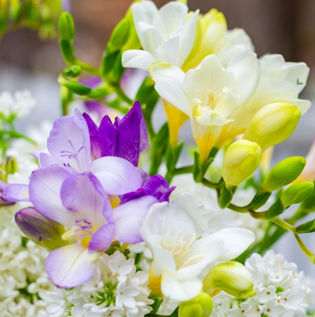 Freesia & Lilac (Фрезія & бузок) FRG-473-10 фото