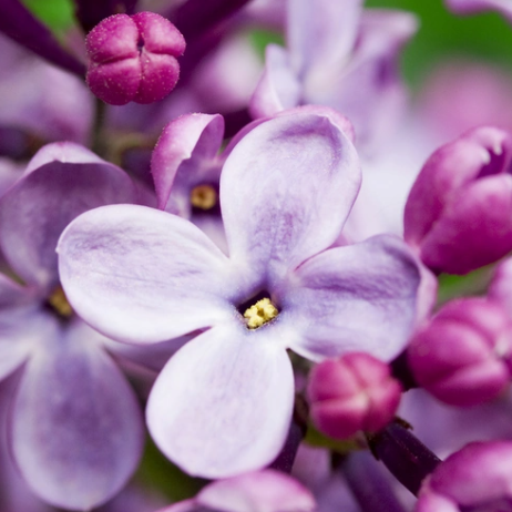 French Lilac (Французький бузок) FRG-462-10 фото