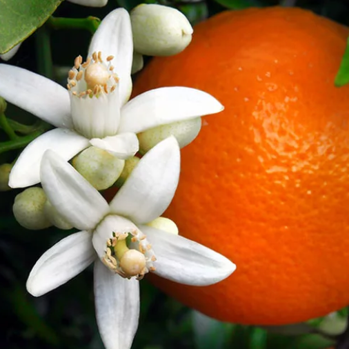Orange Blossom (Апельсиновий Цвіт) FRG-605-10 фото