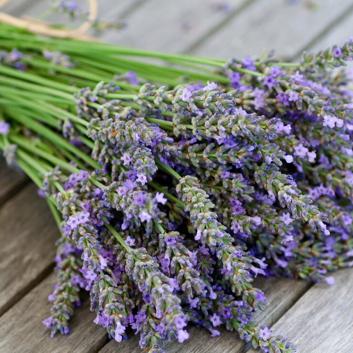 Lavender (Лаванда) FRG-600-10 фото