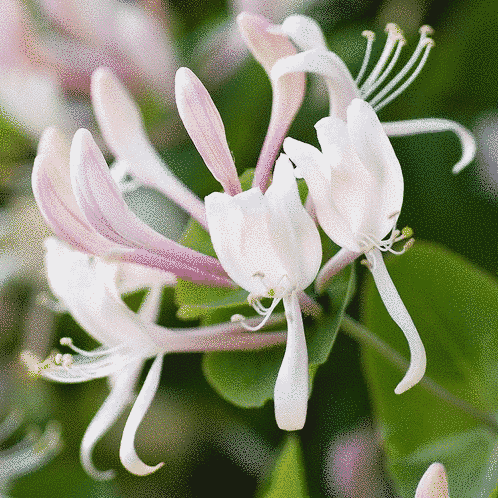 Honeysuckle Jasmine (Жимолость Жасмин) FRG-390-10 фото