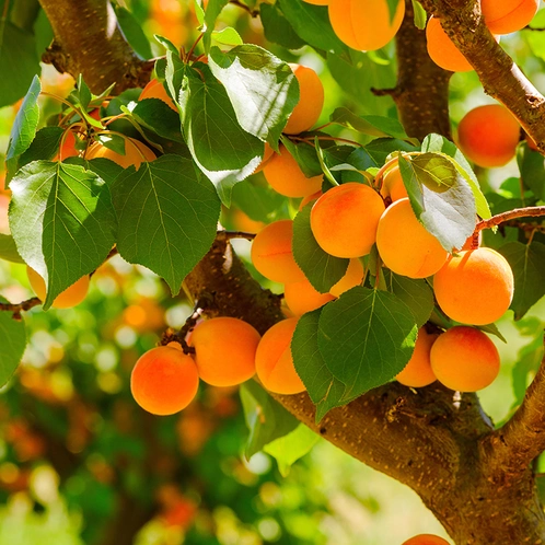 Apricot Grove (Абрикосовий гай) FRG-350-10 фото