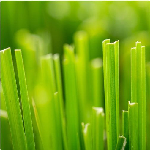 Fresh Cut Grass (Свіжа Cкошена Трава) FRG-380-10 фото