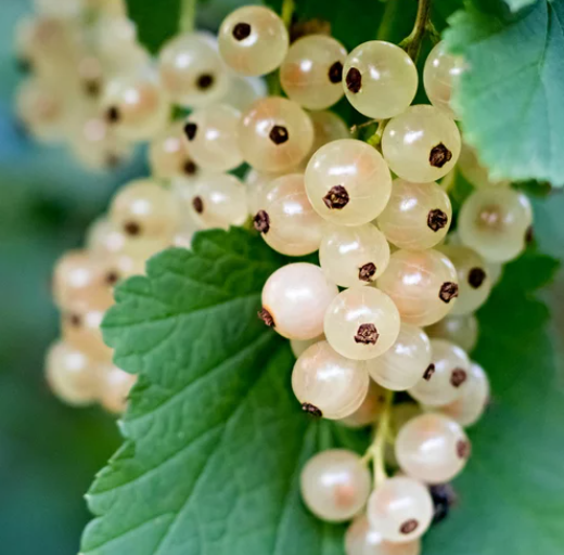 White Currant (Біла смородина) FRG-477-10 фото