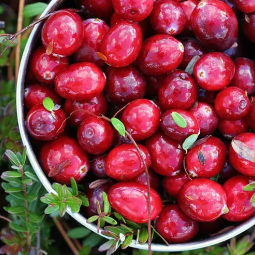 Cranberry Woods (Журавлинний ліс) FRG-607-10 фото