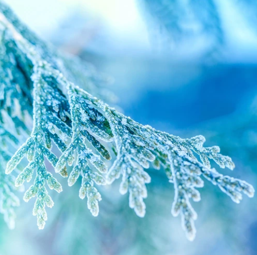 Frosted Juniper (Морозний ялівець) FRG-508-10 фото