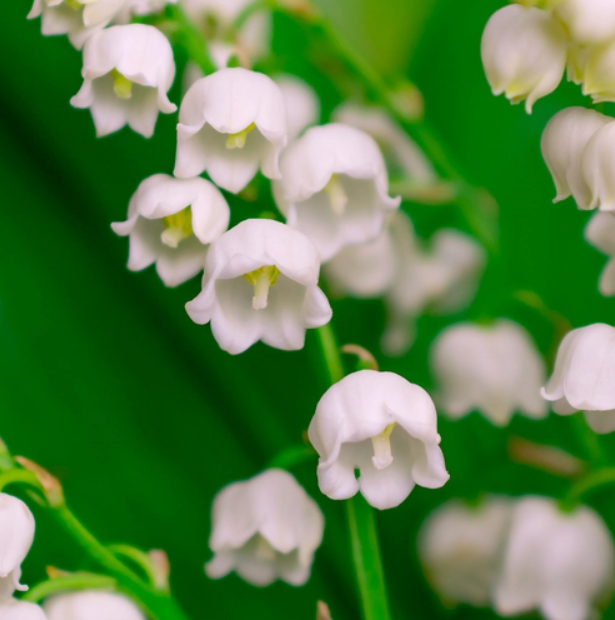 Lily of the Valley (Конвалія) FRG-445-10 фото