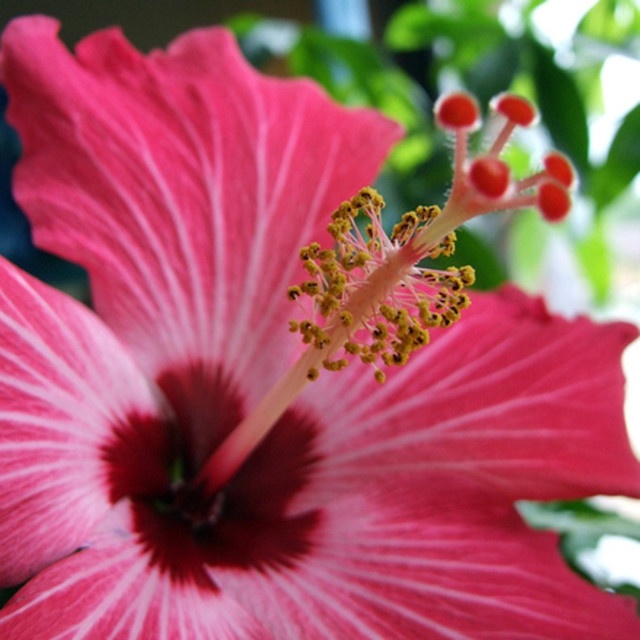 Hawaiian Pink Hibiscus - мотивна ароматична олія BBW® FRG-TFC-115-10 фото