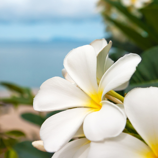 Seaside Plumeria (Плюмерія приморська) FRG-512-10 фото