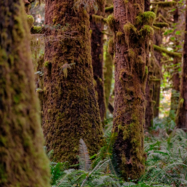Redwoods & Moss (Секвої & мох) FRG-502-10 фото