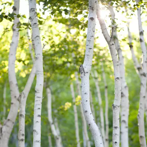 White Birch (Біла Береза) FRG-449-10 фото