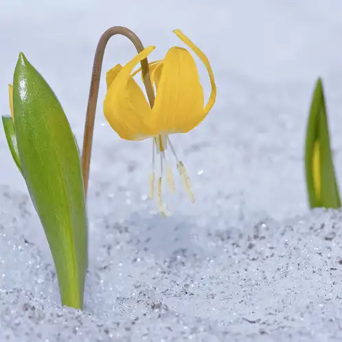 Glacier Lily (Льодовикова Лілія) FRG-642-10 фото