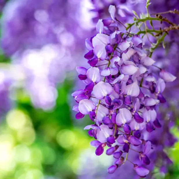 Wisteria Vines (Виноградні Лози Гліцинії) FRG-660-10 фото