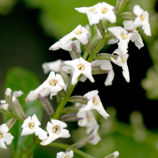 Lemon Verbena (Вербена лимонна) FRG-478-10 фото