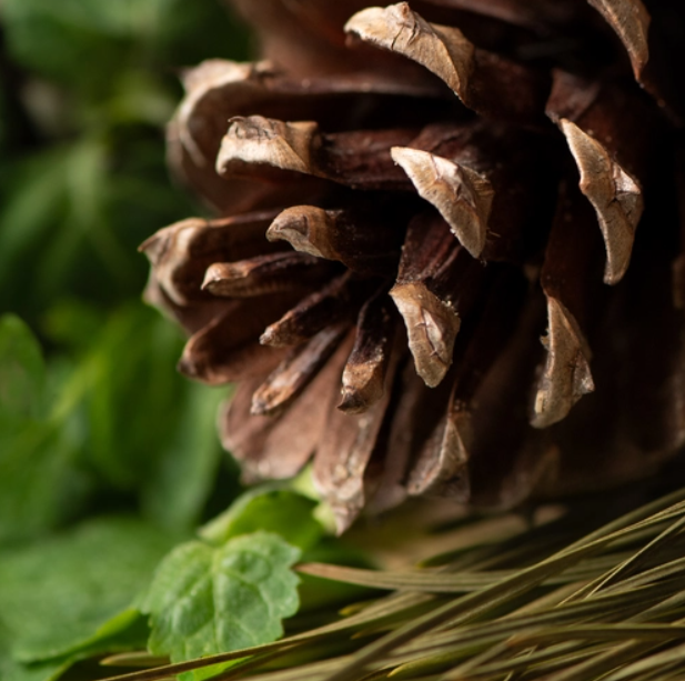 Sugar Pine & Patchouli (Цукрова Сосна & Пачулі) FRG-506-10 фото